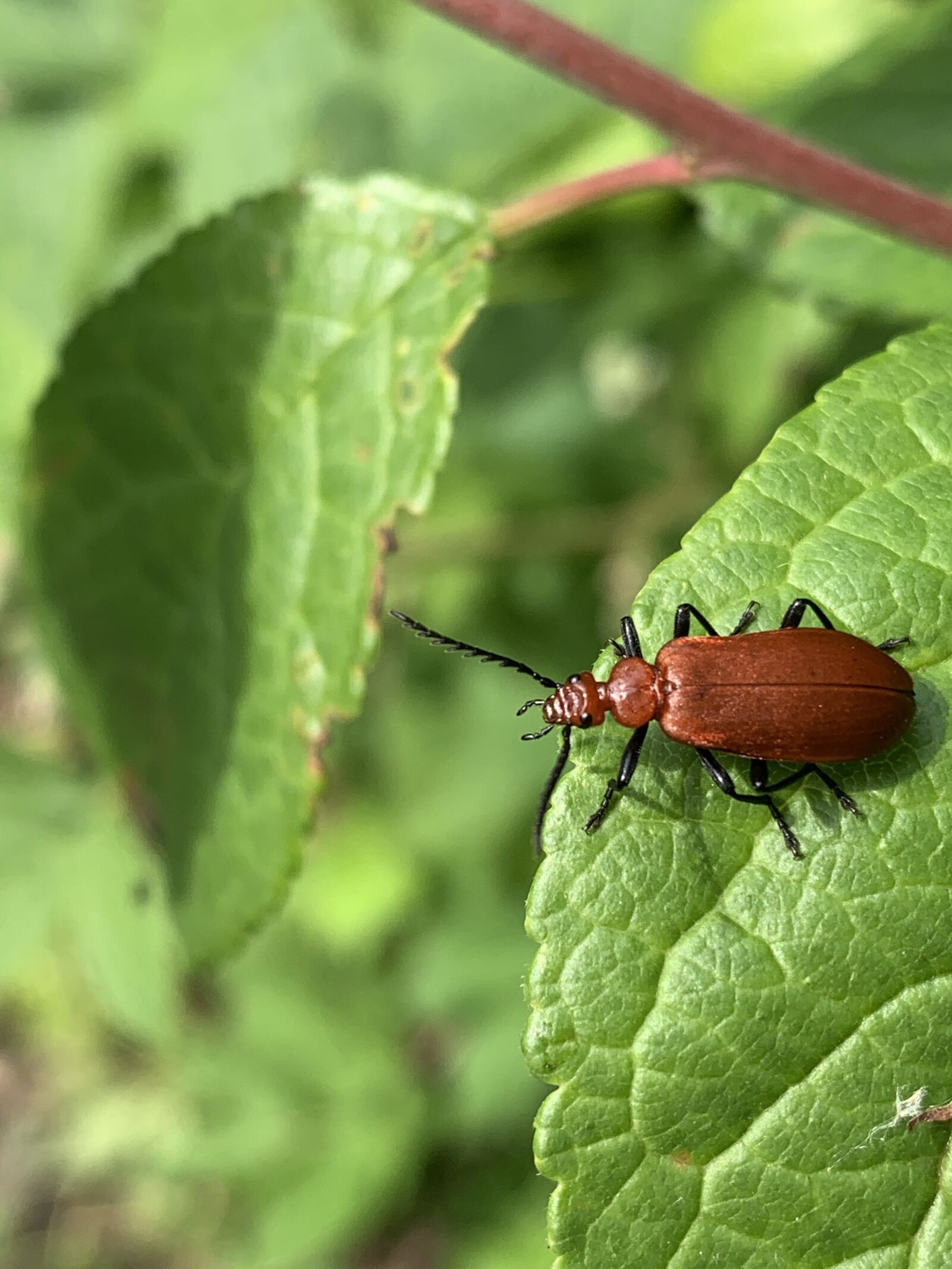 iPhone XS back dual camera 4.25mm f/1.8 sample photo. Beetle, cardinal beetle, insect photography
