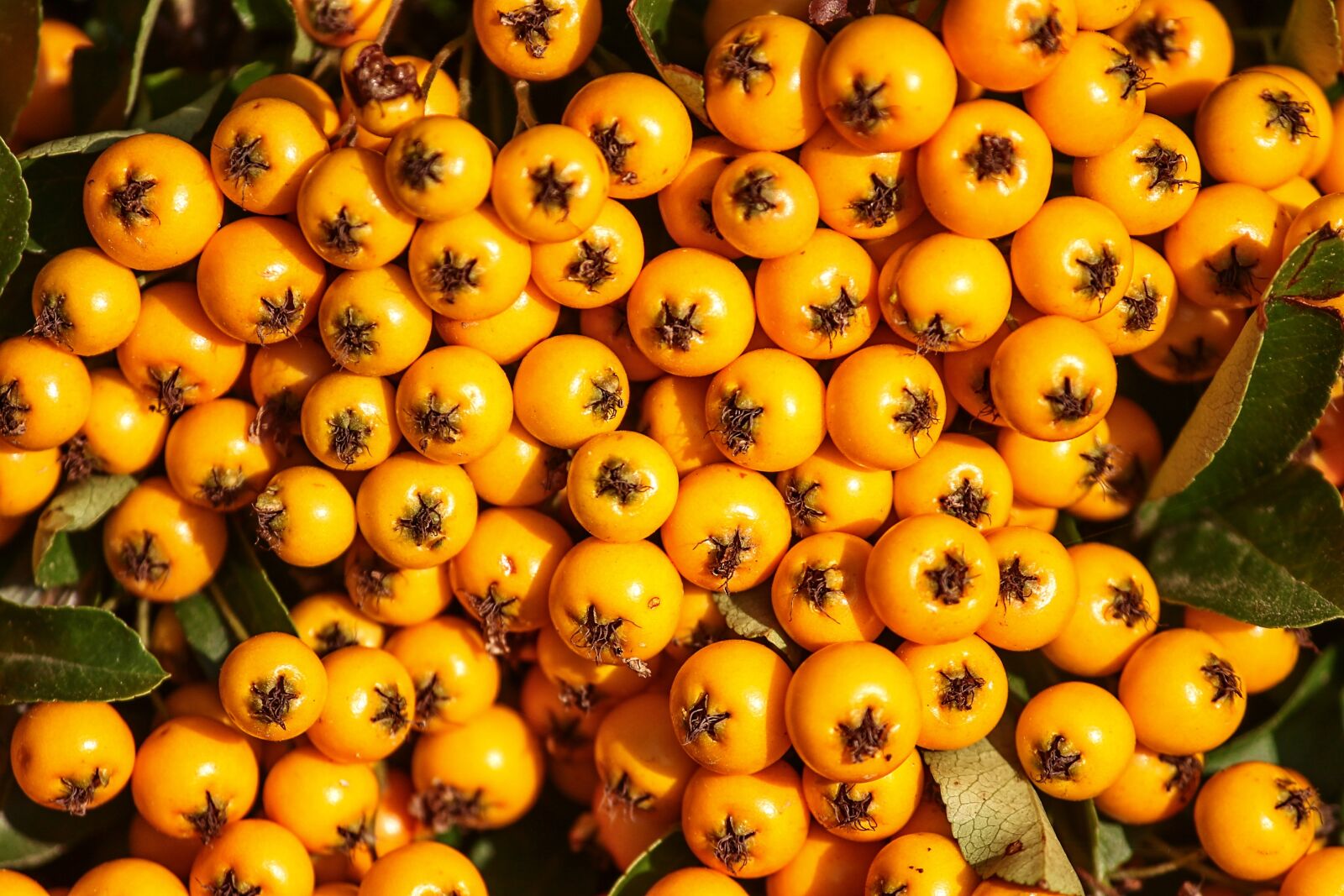 Canon EOS 1100D (EOS Rebel T3 / EOS Kiss X50) sample photo. Firethorn, berries, orange photography