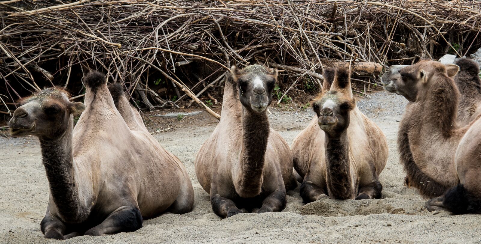 Canon EOS 80D sample photo. Camels, camel, animal photography