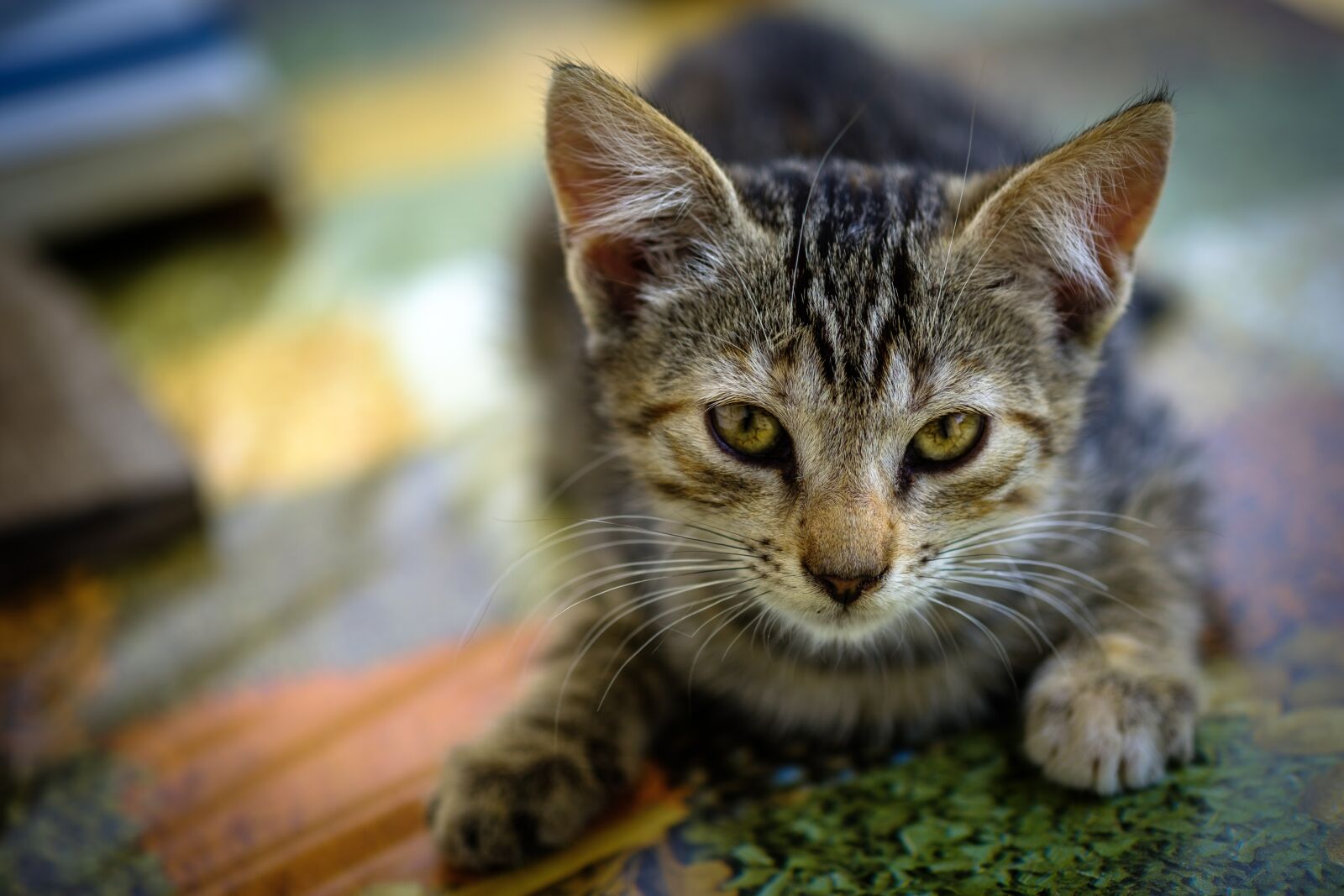 Fujifilm XF 60mm F2.4 R Macro sample photo. Kitten, look, feline photography