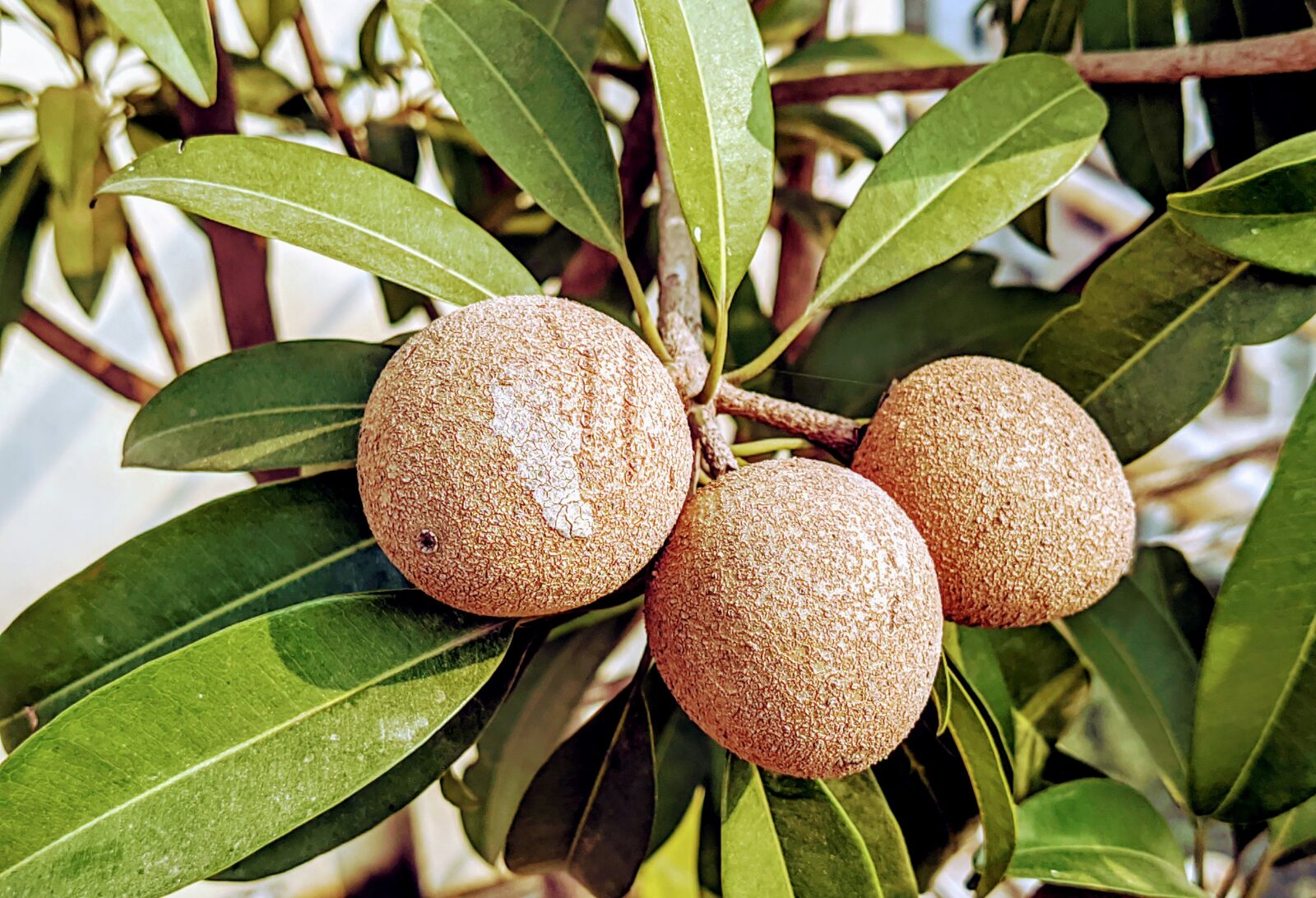 Xiaomi Mi A3 sample photo. White fruit, fruit, nature photography