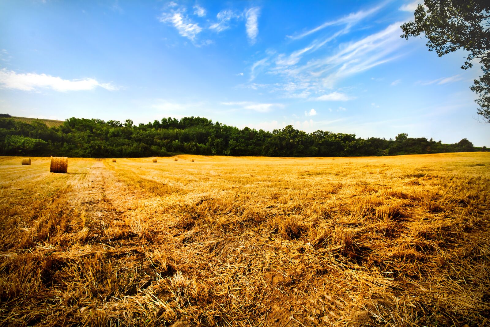 Canon EOS 1300D (EOS Rebel T6 / EOS Kiss X80) sample photo. Wheat, field, agriculture photography