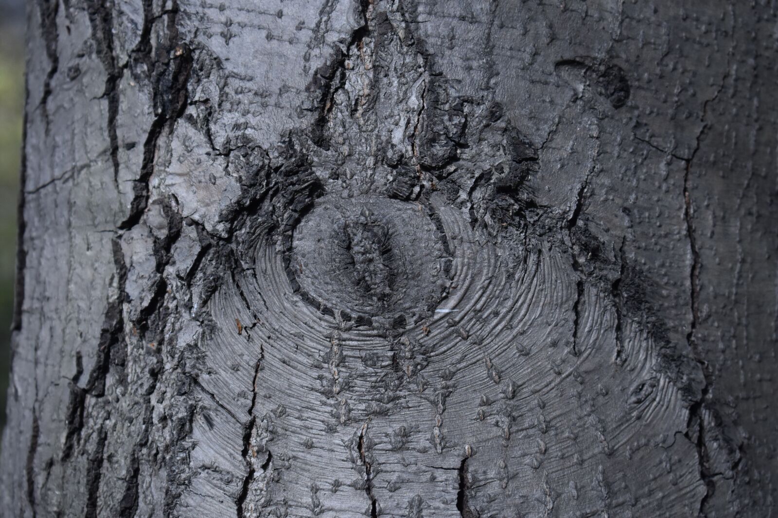 Nikon D3400 sample photo. Bark, tree, background photography
