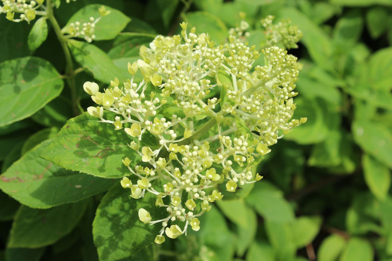 Canon EOS 1300D (EOS Rebel T6 / EOS Kiss X80) sample photo. Hydrangea, white hydrangea, flower photography