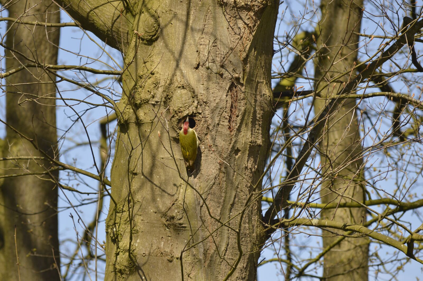 Nikon D3200 sample photo. Green woodpecker, tree, aesthetic photography