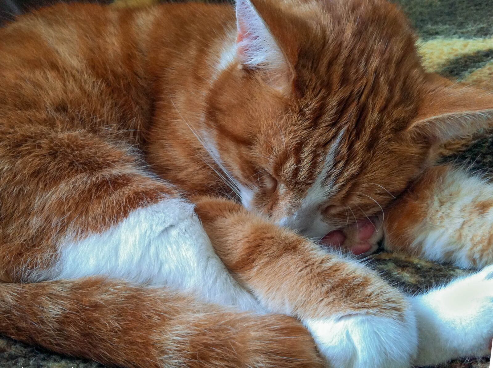 Apple iPhone 4 sample photo. Cat, animals, alley cat photography
