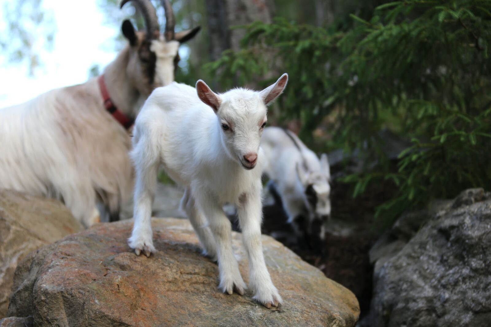 Canon EF 28-300mm F3.5-5.6L IS USM sample photo. Goat, kid, white photography