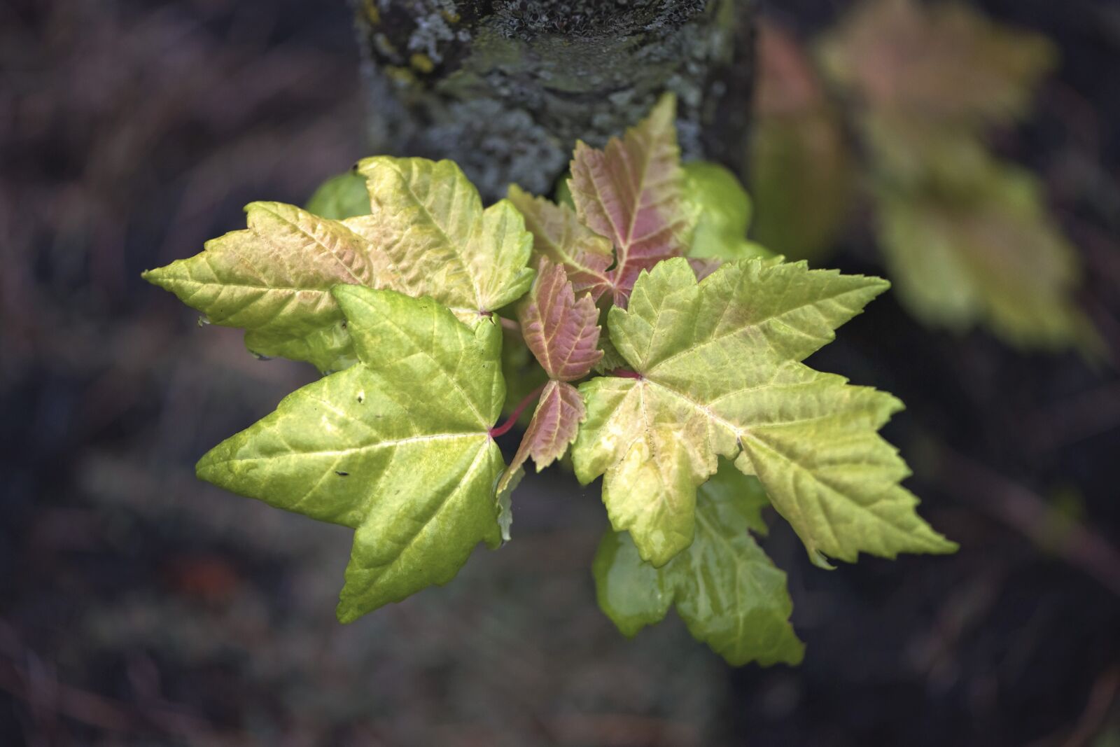 Nikon D810 sample photo. Leaves, fall, october photography