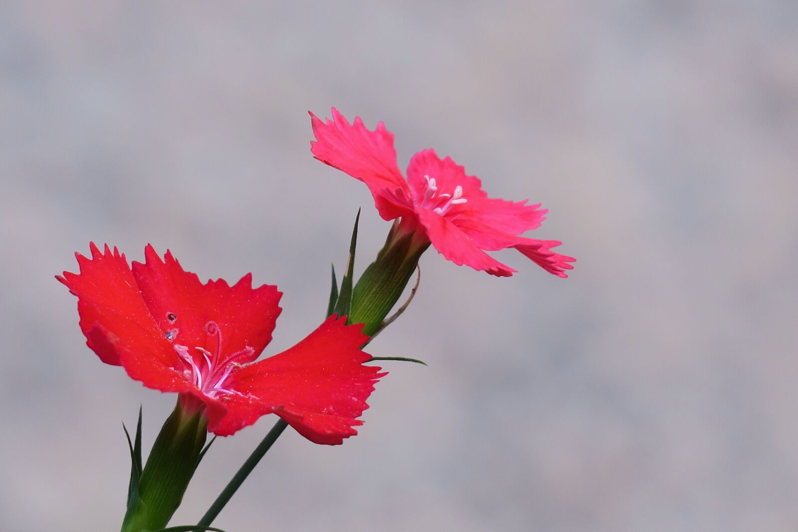 Canon PowerShot G3 X sample photo. Flower, natural, summer photography