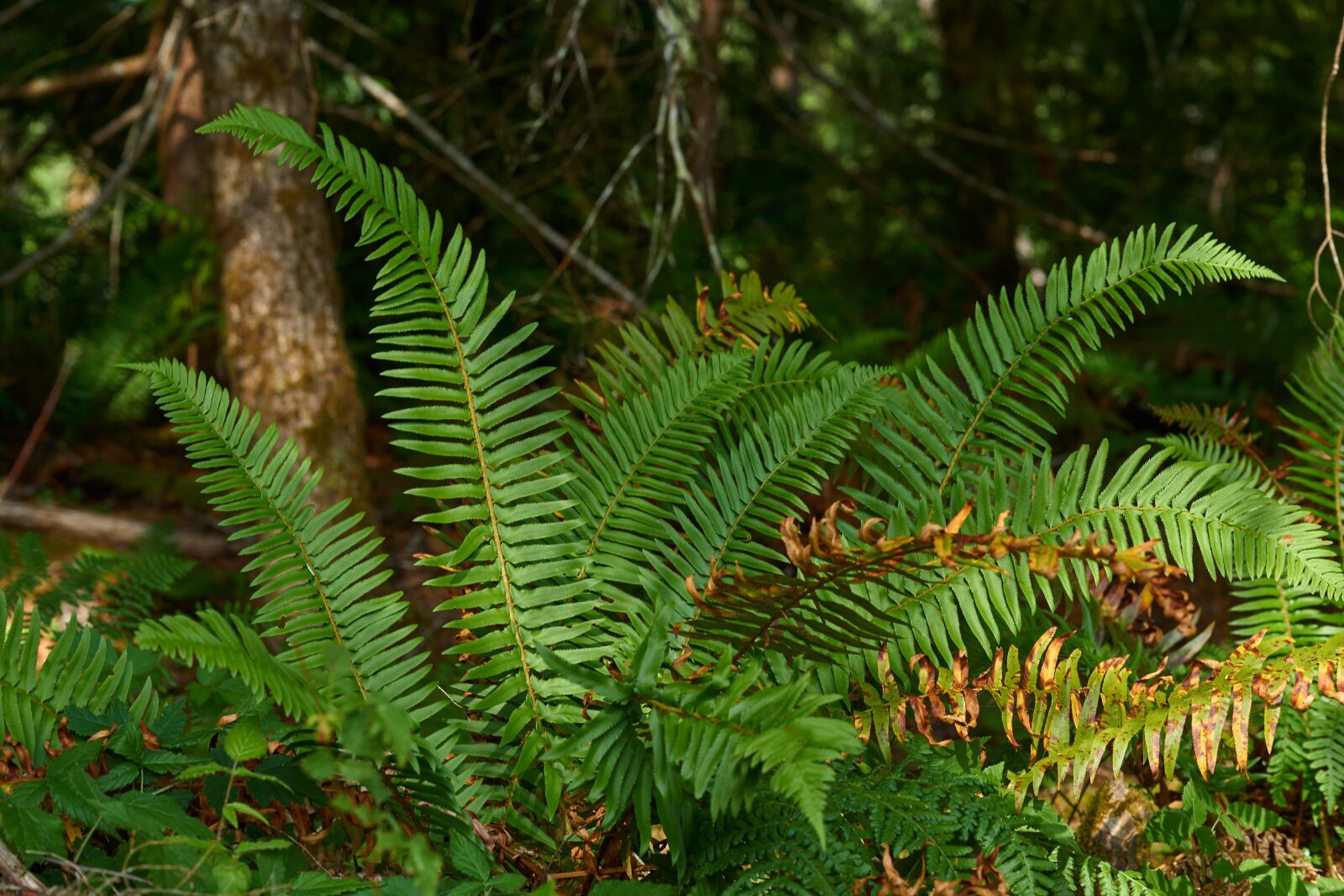 Sony a6000 sample photo. Fern, forest, nature photography