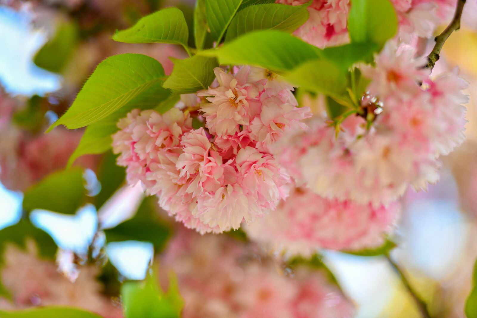 Nikon D850 sample photo. Sakura, flower, pink photography