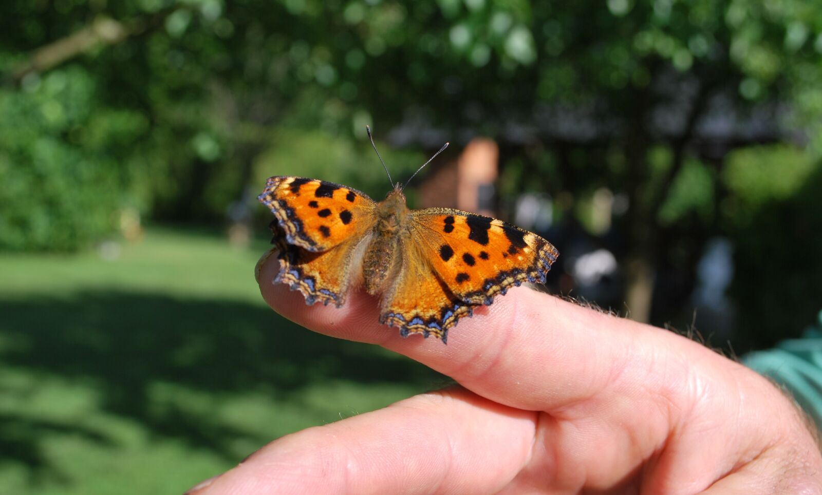 Nikon D60 sample photo. Butterfly, nature, close up photography