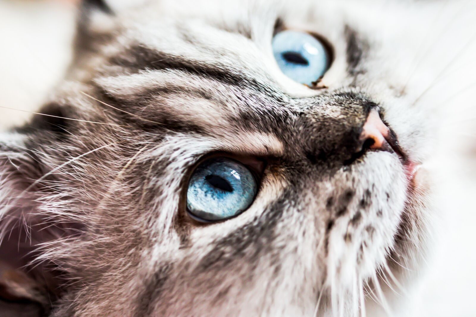 Canon EOS 70D sample photo. Cat, siberian forest cat photography