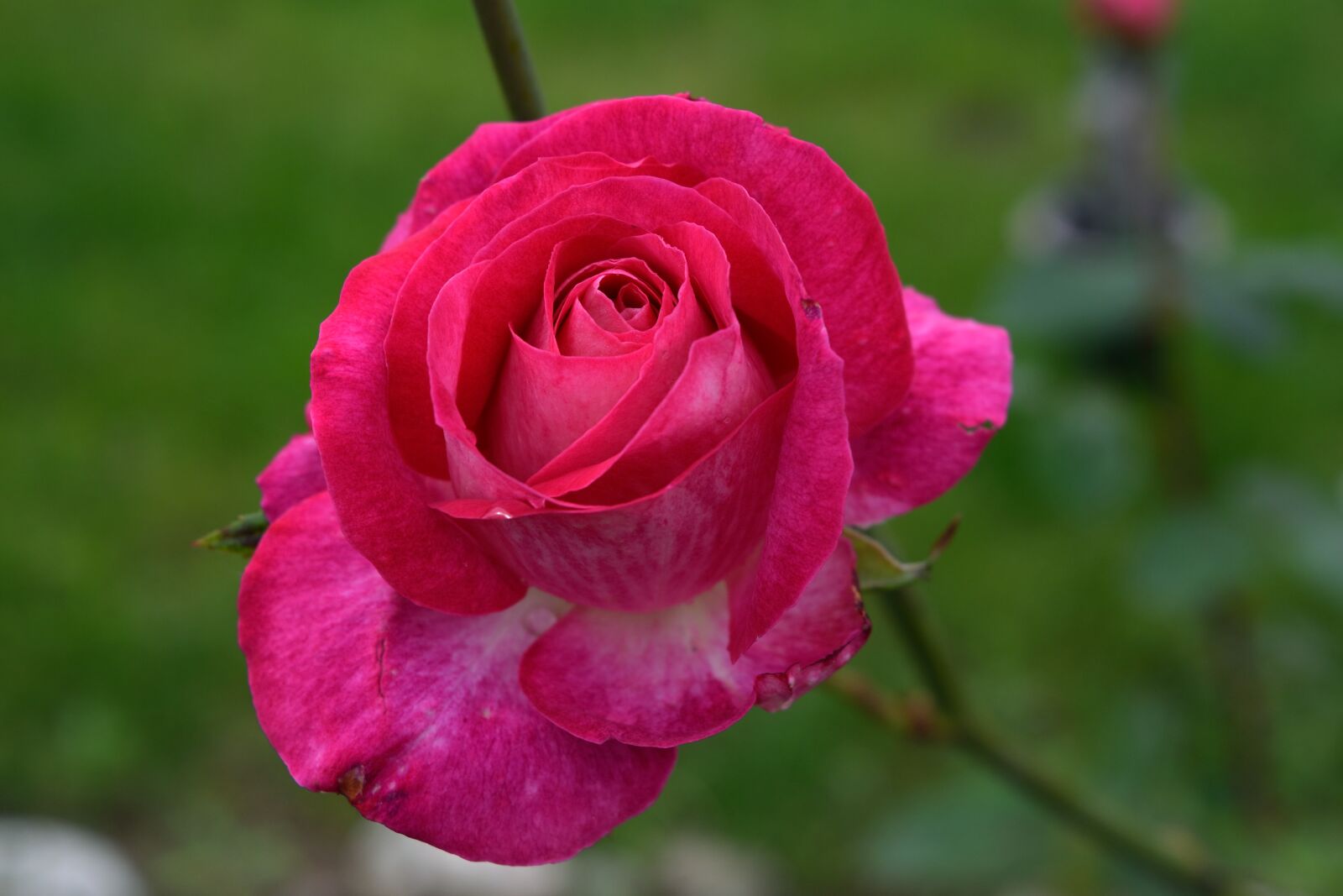 Nikon D3300 sample photo. Flower, plant, nature photography