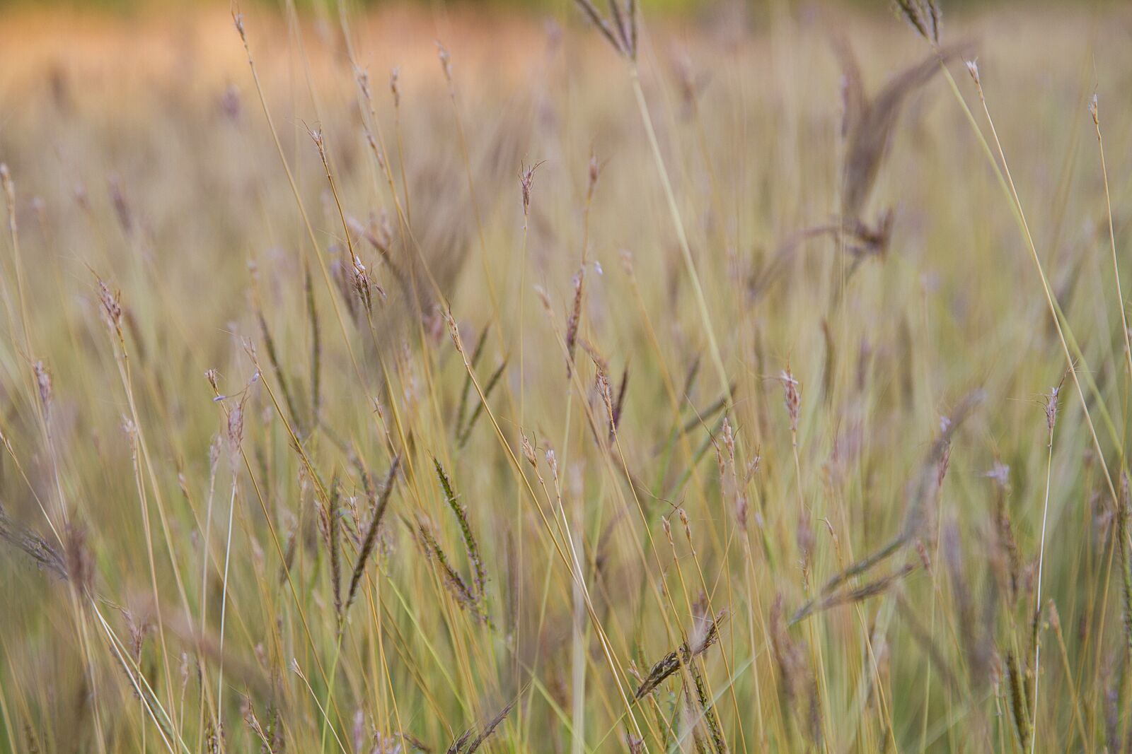 Canon EOS 7D sample photo. Flowering grass, flowers, nature photography