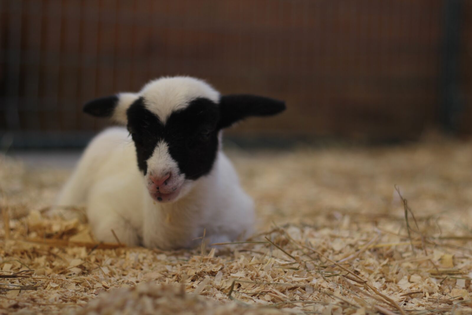 Canon EOS 60D + Canon EF 50mm F1.8 II sample photo. Lamb, sheep, baby photography