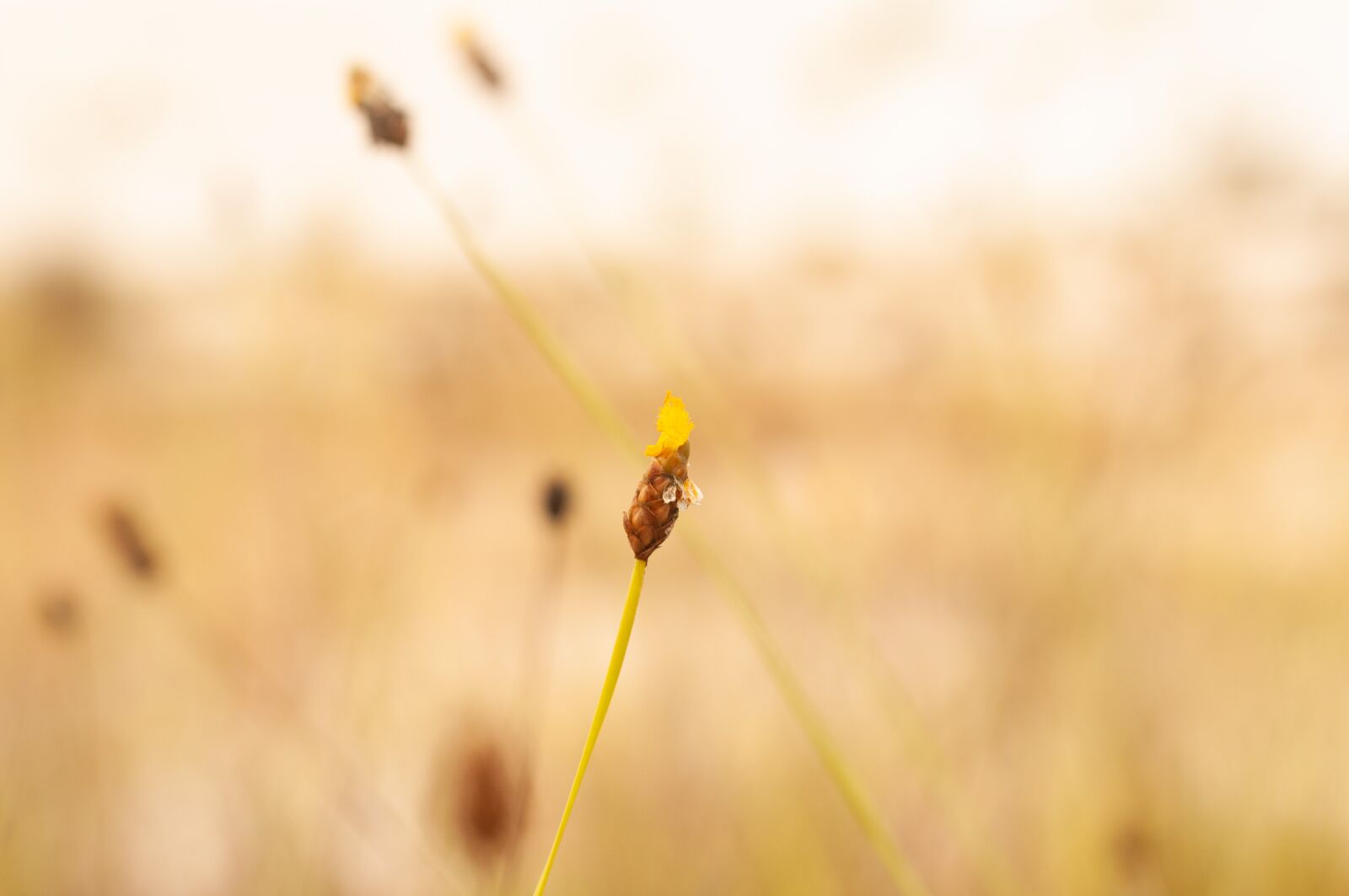 Nikon D300 sample photo. Flower, yellow, summer photography