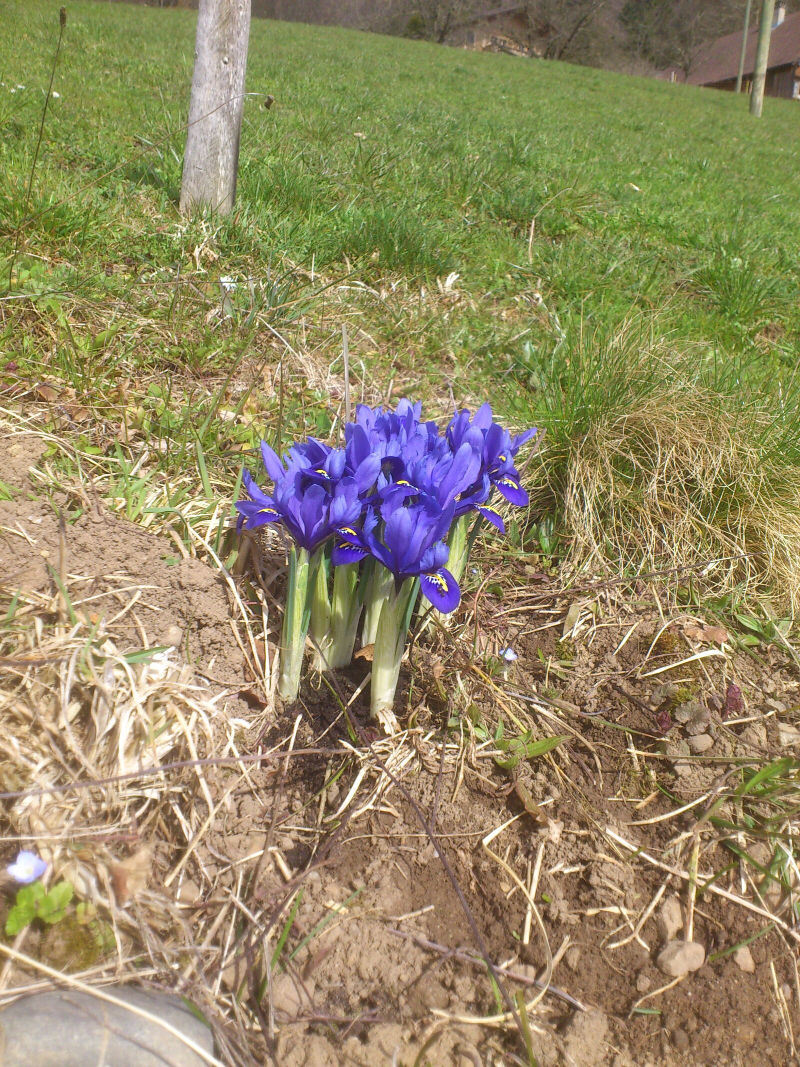 Sony Ericsson Xperia Arc sample photo. Flower, iris, blossom photography
