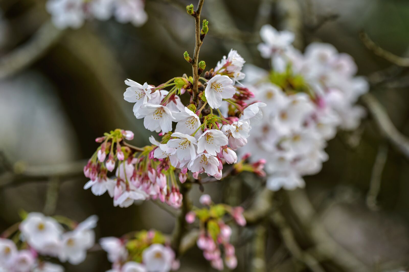 Nikon D7200 sample photo. Natural, landscape, plant photography