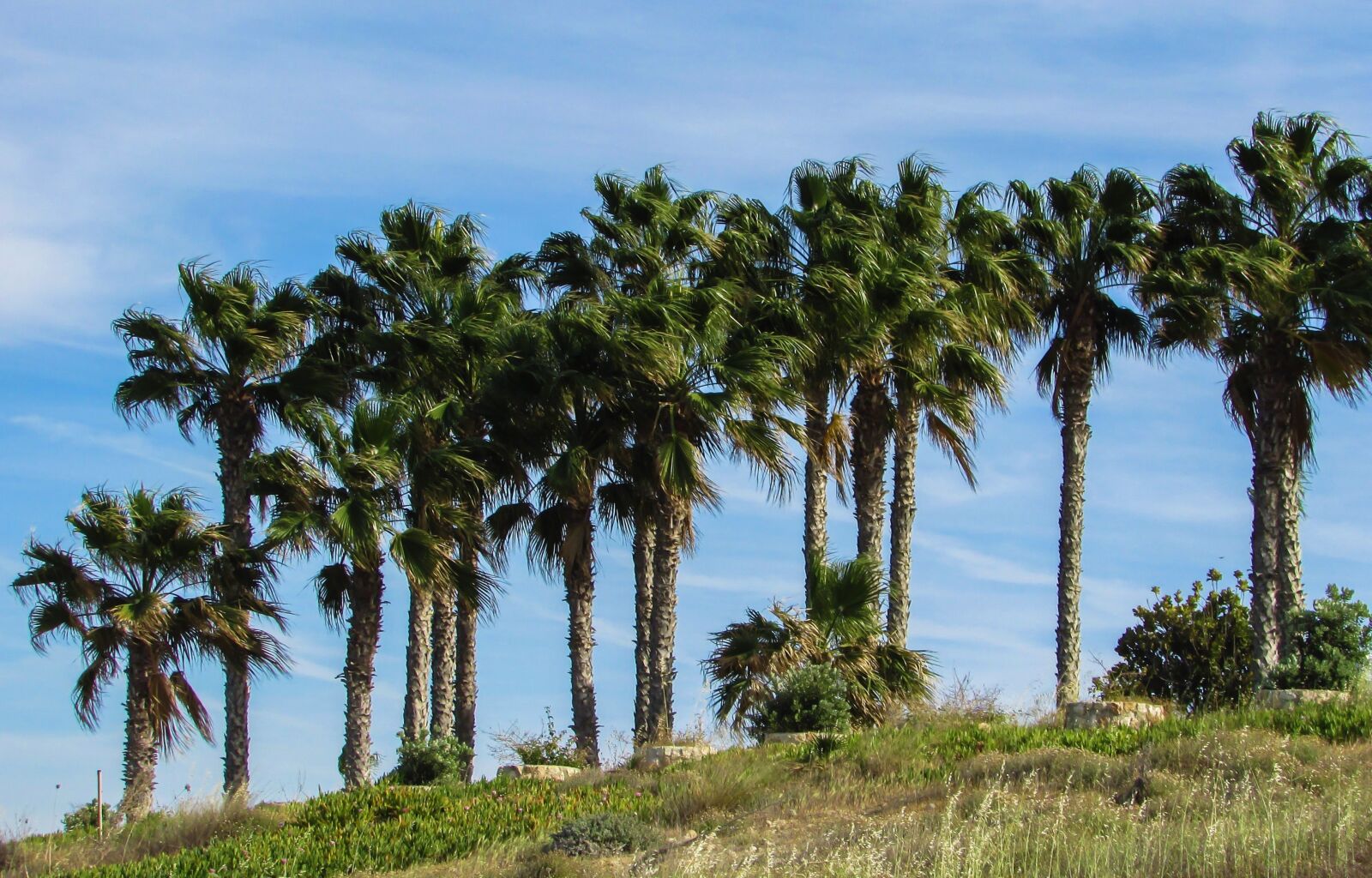 Canon PowerShot SX400 IS sample photo. Palm trees, garden, hotel photography