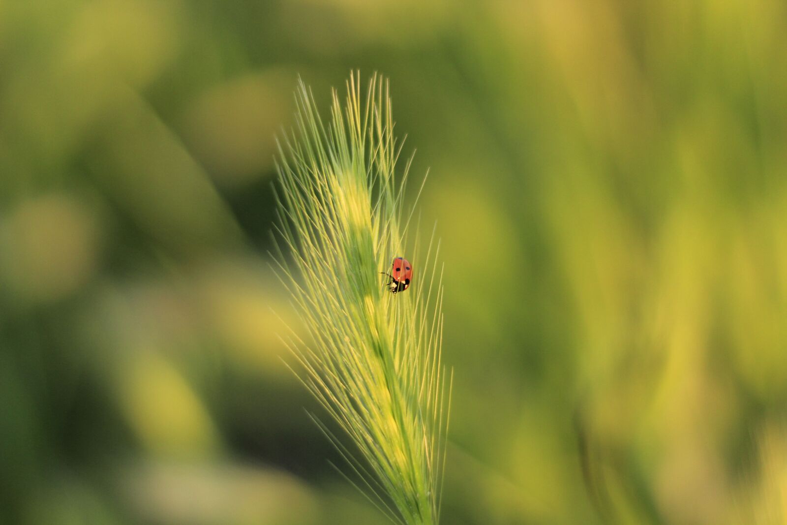 Canon EOS 1200D (EOS Rebel T5 / EOS Kiss X70 / EOS Hi) sample photo. Ladybug, insect, nature photography