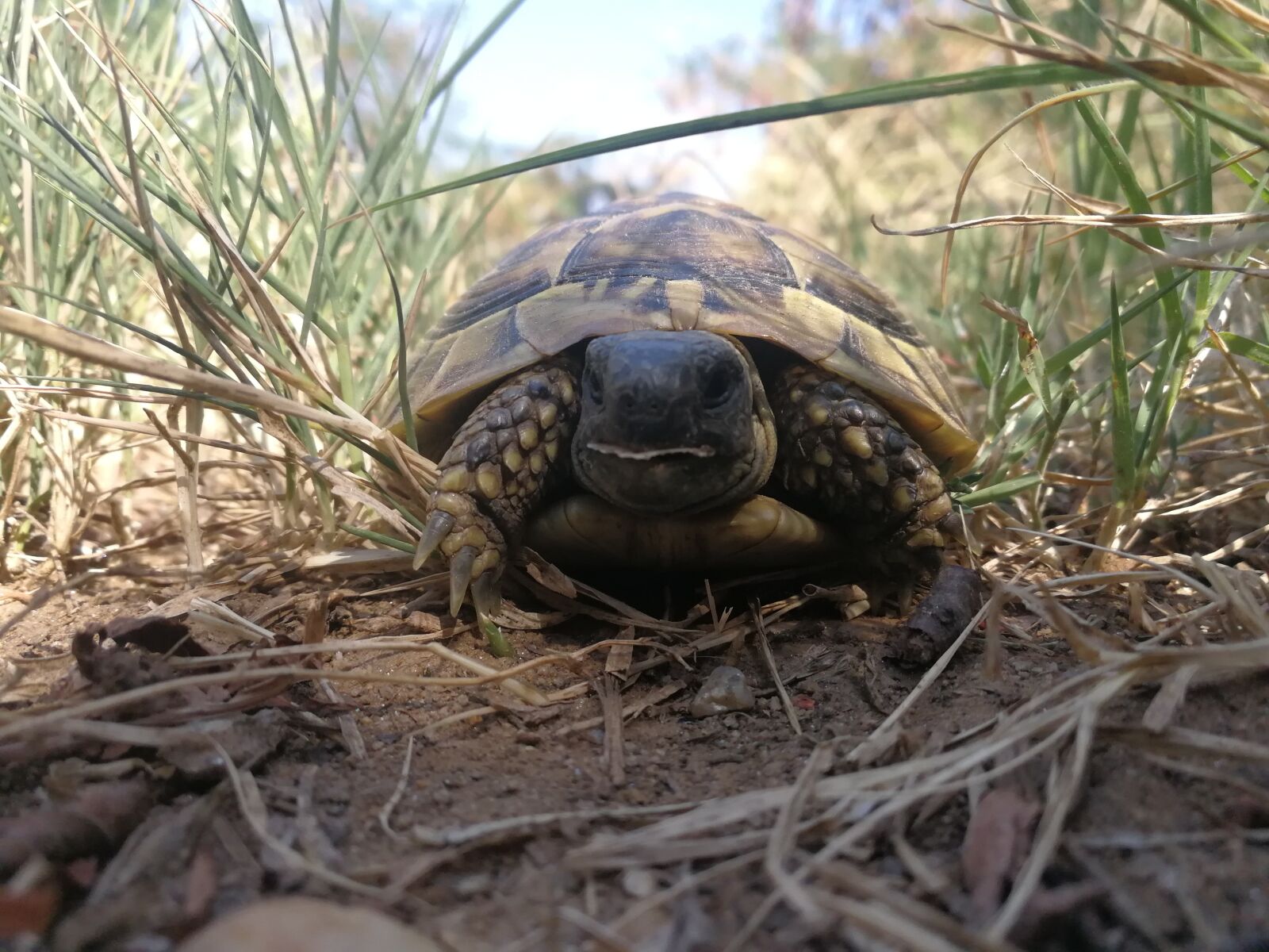 HUAWEI P10 sample photo. Turtle, tortoise, turtles photography
