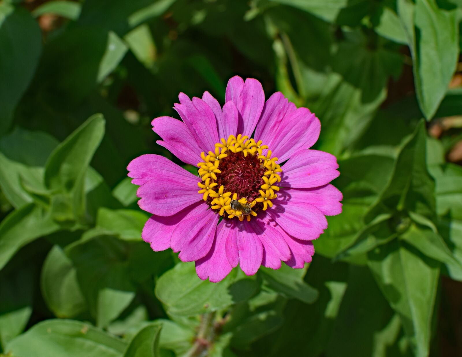Nikon D3300 sample photo. Hot pink zinnia with photography