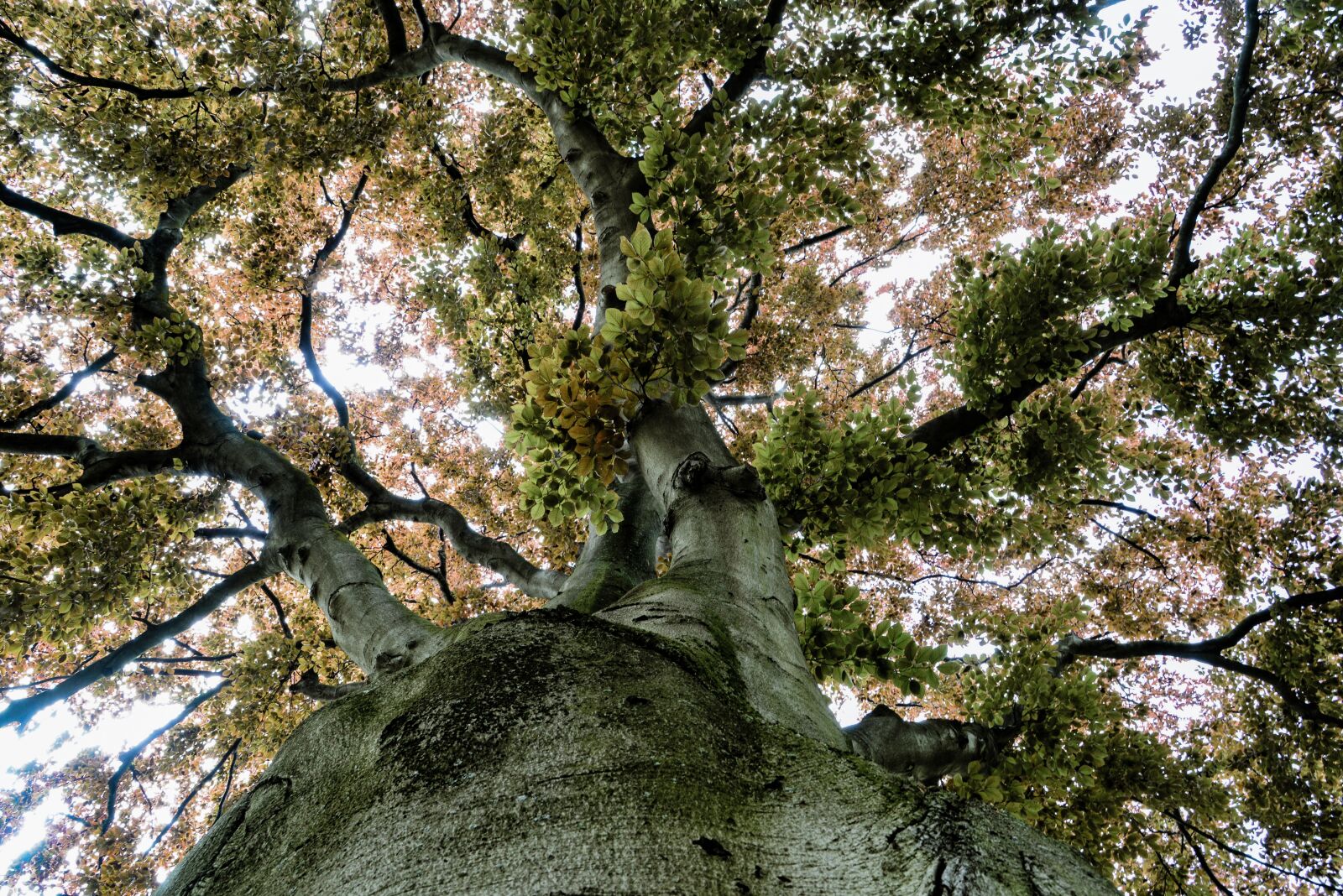 Nikon D610 sample photo. Tree, large, beech photography