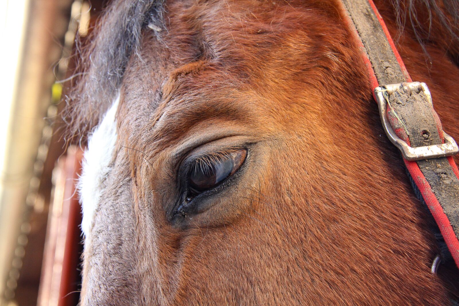 Canon EOS 50D sample photo. Horse, horse eye, animal photography