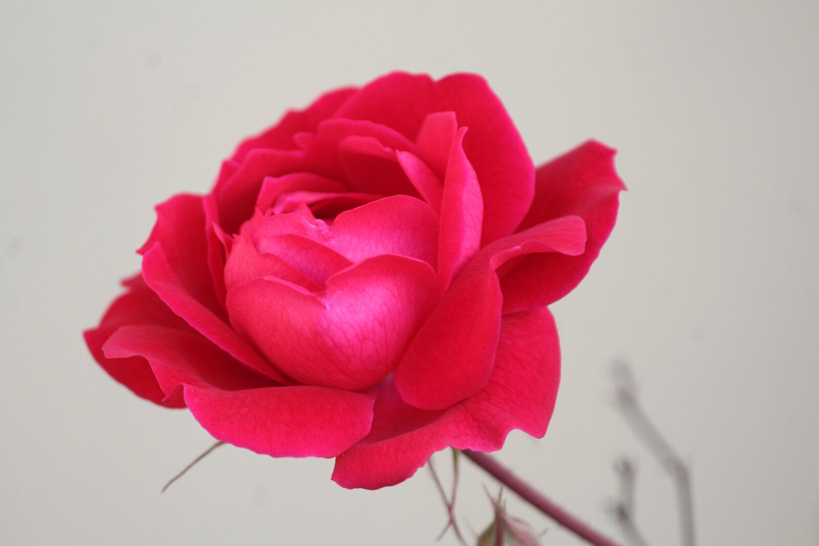 Canon EOS 1200D (EOS Rebel T5 / EOS Kiss X70 / EOS Hi) sample photo. Rose, gulab, flower photography