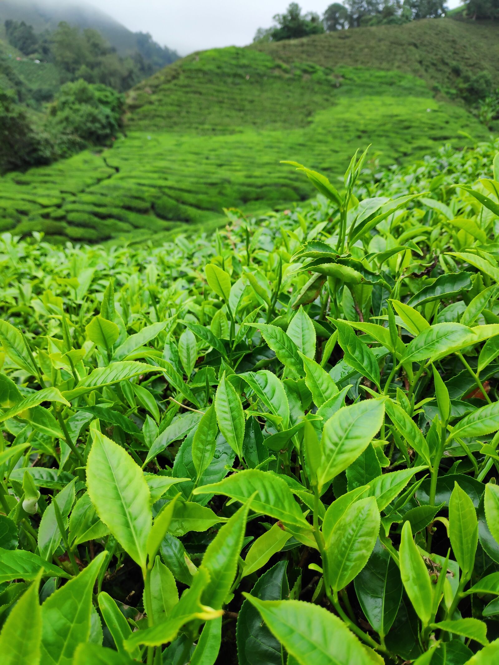 Xiaomi POCO F1 sample photo. Tea plantation, tee, nature photography