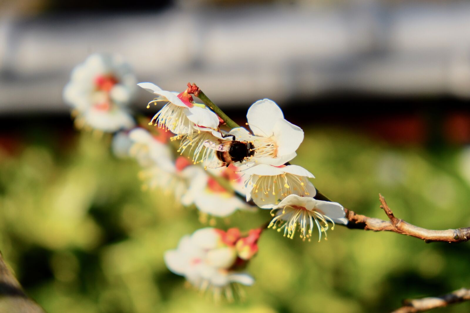 Fujifilm X-T10 sample photo. Sakura, bee, spring photography