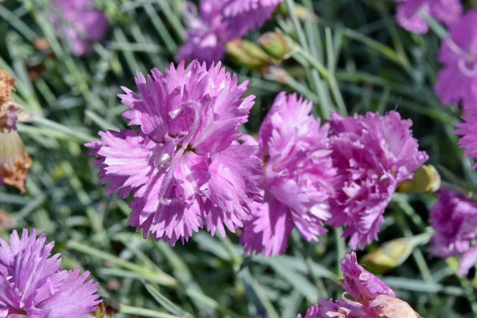 Nikon D5500 sample photo. Carnation, pistil, spring time photography