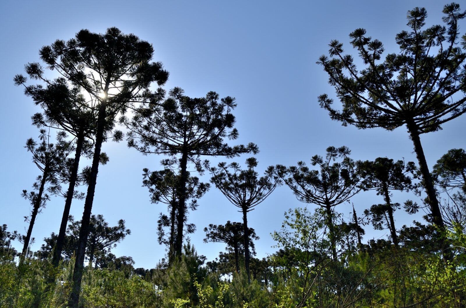 Nikon D5100 sample photo