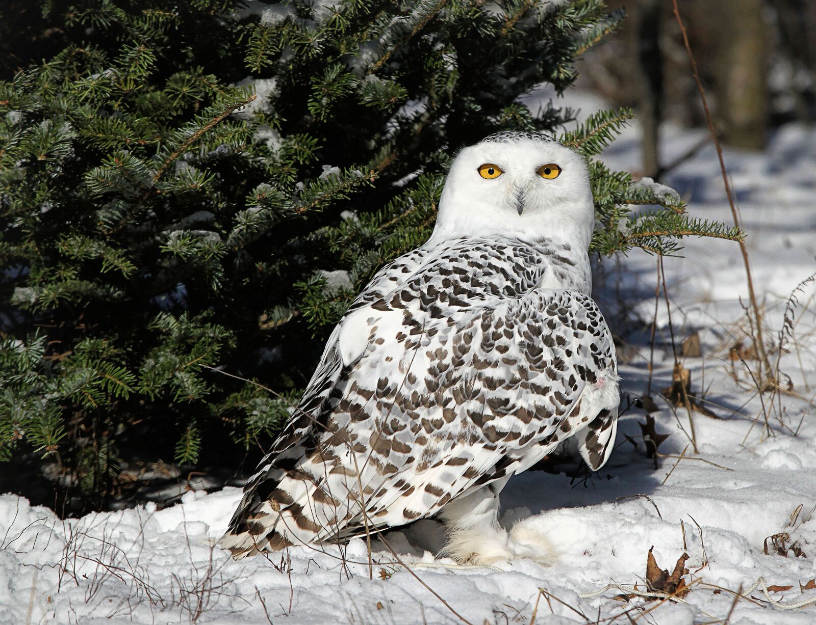 Canon EOS 5D Mark II sample photo. Owl, snowy, wildlife photography