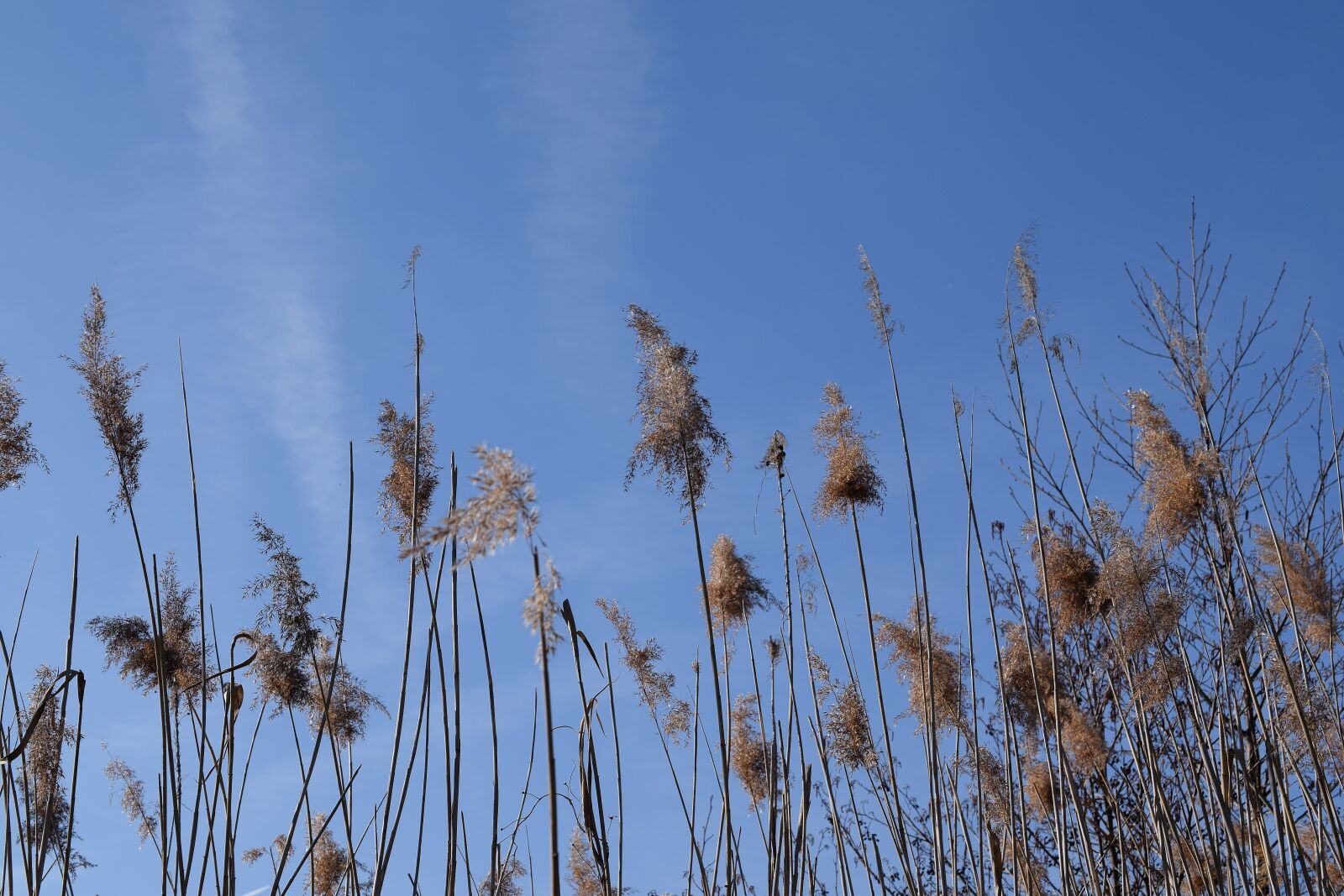 Nikon D5300 sample photo. Stake tube, giant reed photography