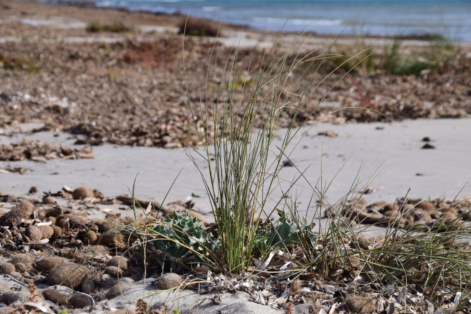 Nikon D3300 sample photo. Beach, coast, bank photography