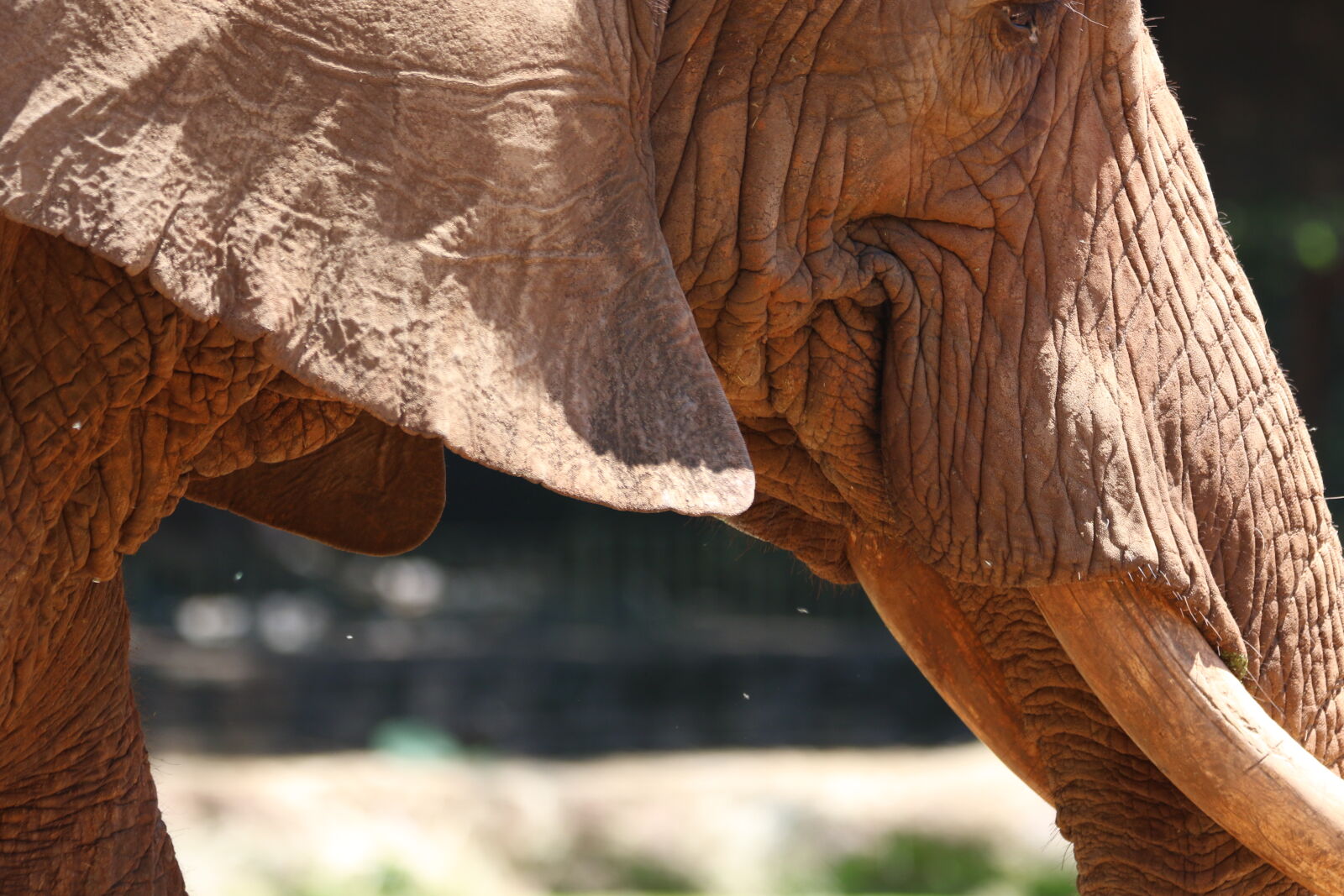 Canon EOS 7D Mark II sample photo. Big, five, ear, elephant photography