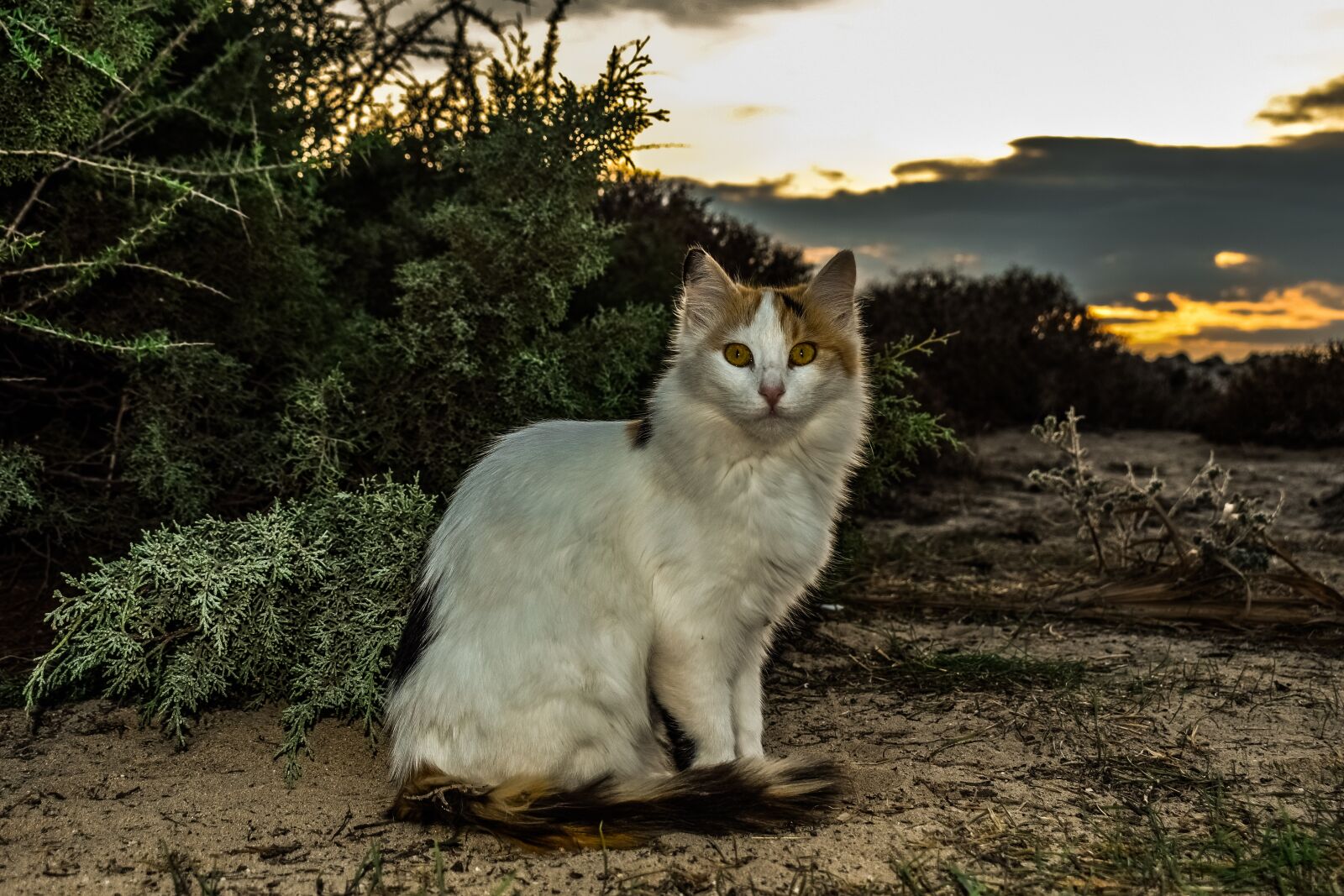 Nikon D3300 sample photo. Cat, stray, animal photography