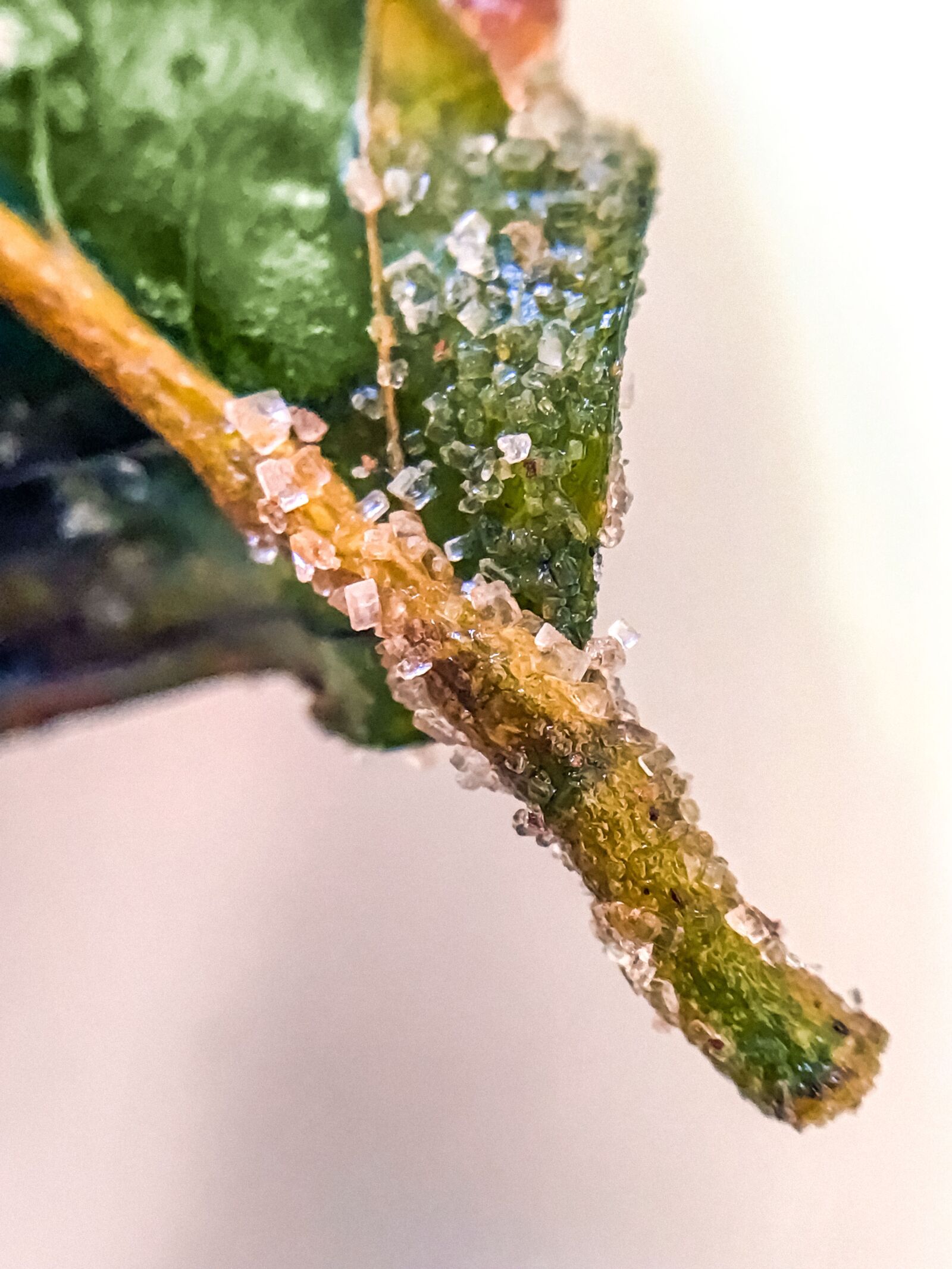 Apple iPhone 7 Plus sample photo. Sugar, leaf, sweet photography
