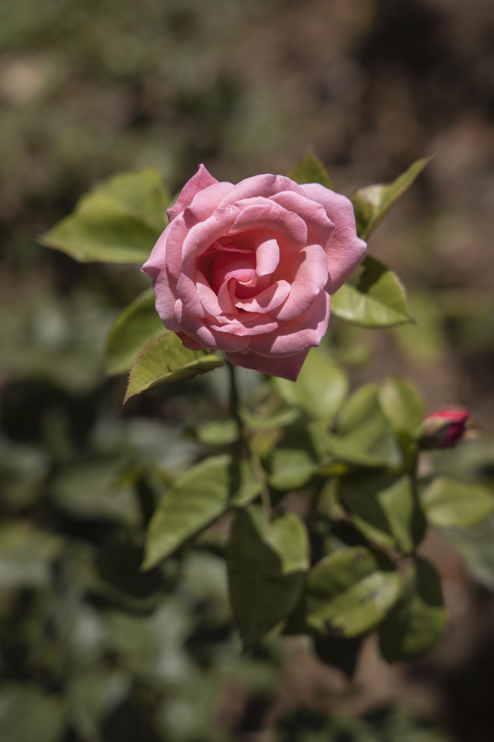 Canon RF 24-105mm F4L IS USM sample photo. Rose, pink, romantic photography