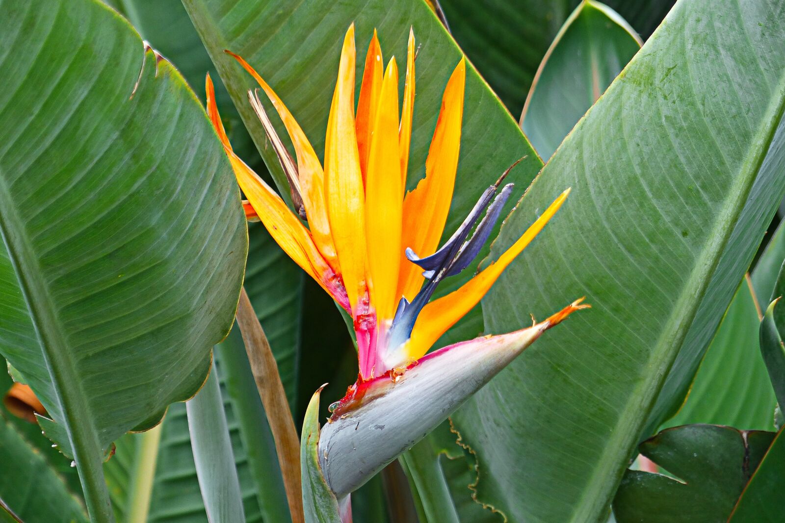 Panasonic Lumix DMC-FZ200 sample photo. Bird of paradise, flower photography