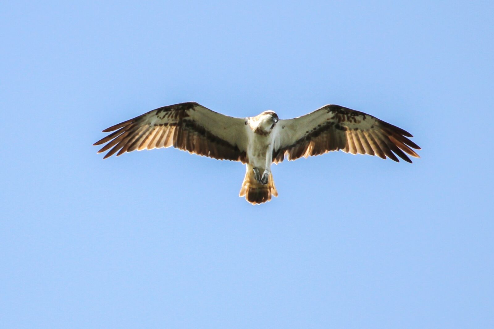 Canon EOS 7D sample photo. Osprey, m ritz, mecklenburgische photography