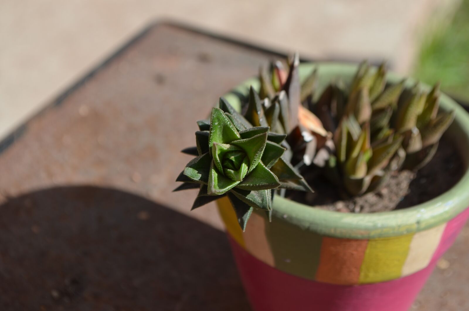 Nikon D5100 sample photo. Succulent, green, flowerpot photography