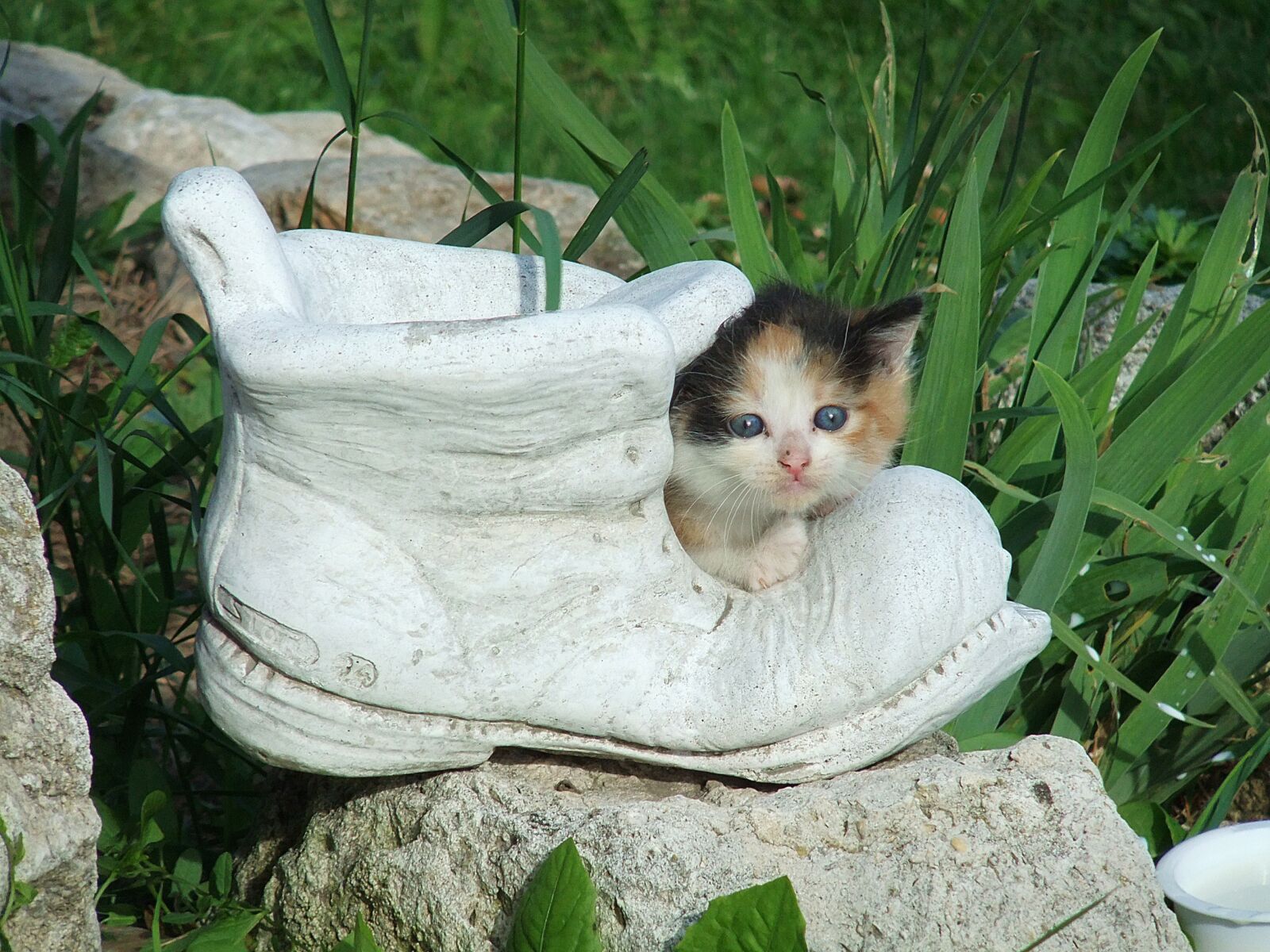 FujiFilm FinePix F70EXR (FinePix F75EXR) sample photo. Cat, kitten, shoe photography