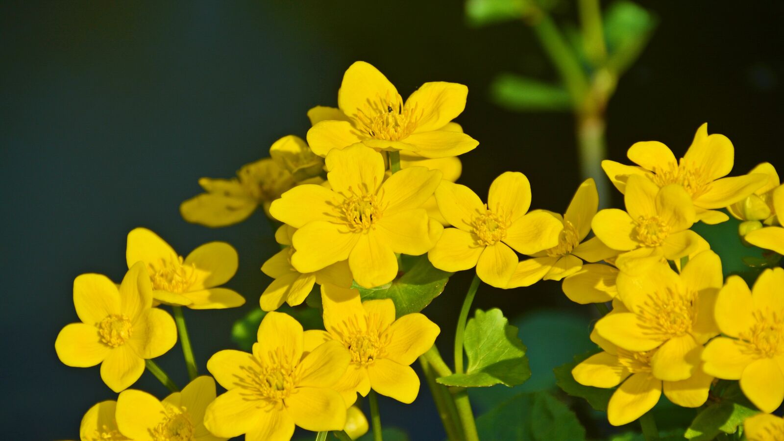 Nikon D5200 sample photo. Caltha palustris, plant, nature photography