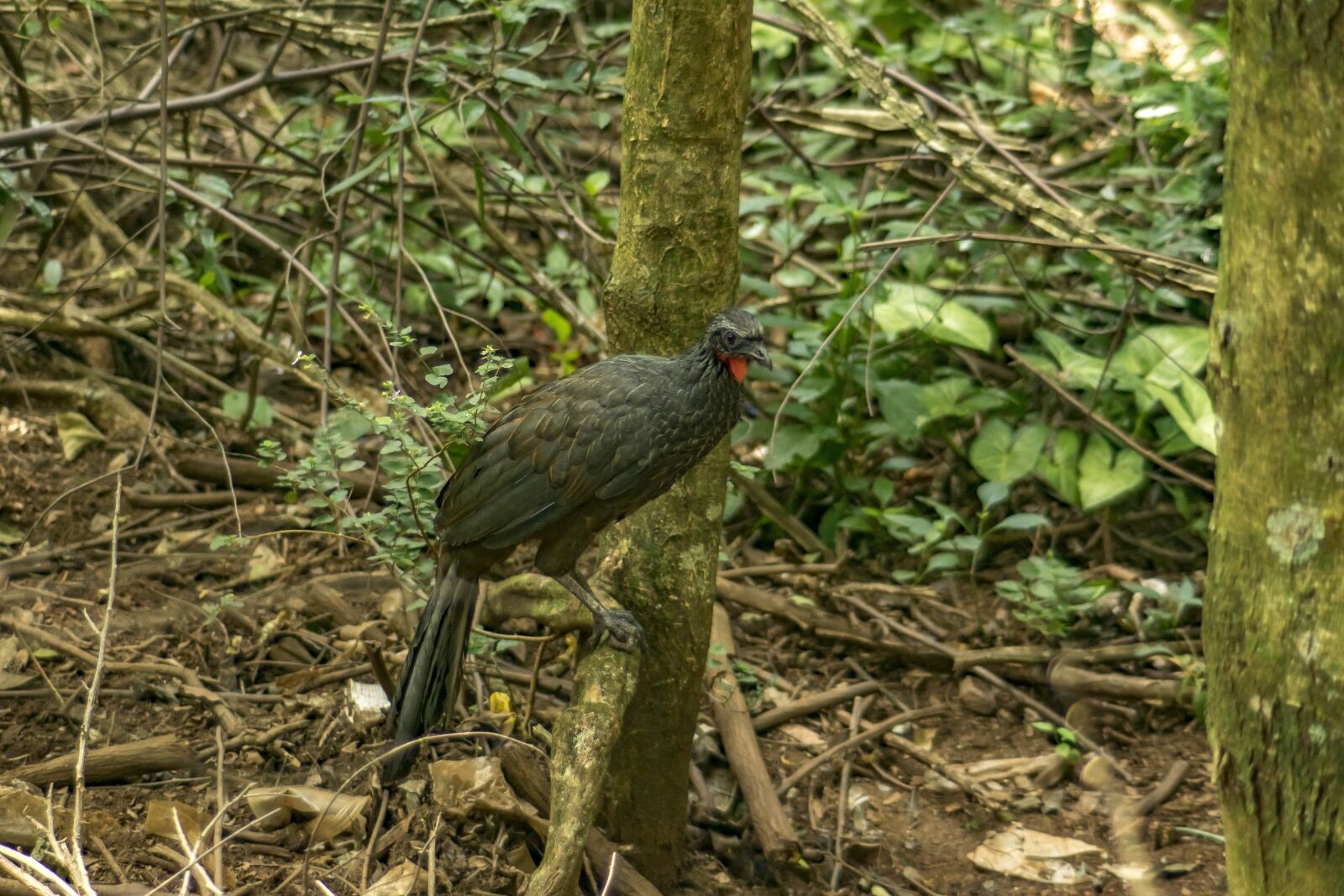 Nikon D3300 sample photo. Guan, bird, flyer photography