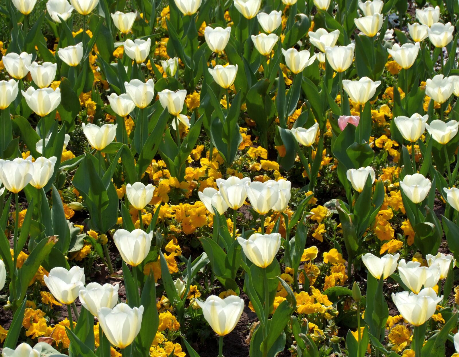 Fujifilm FinePix S100fs sample photo. Tulips, spring flowers, light-colored photography