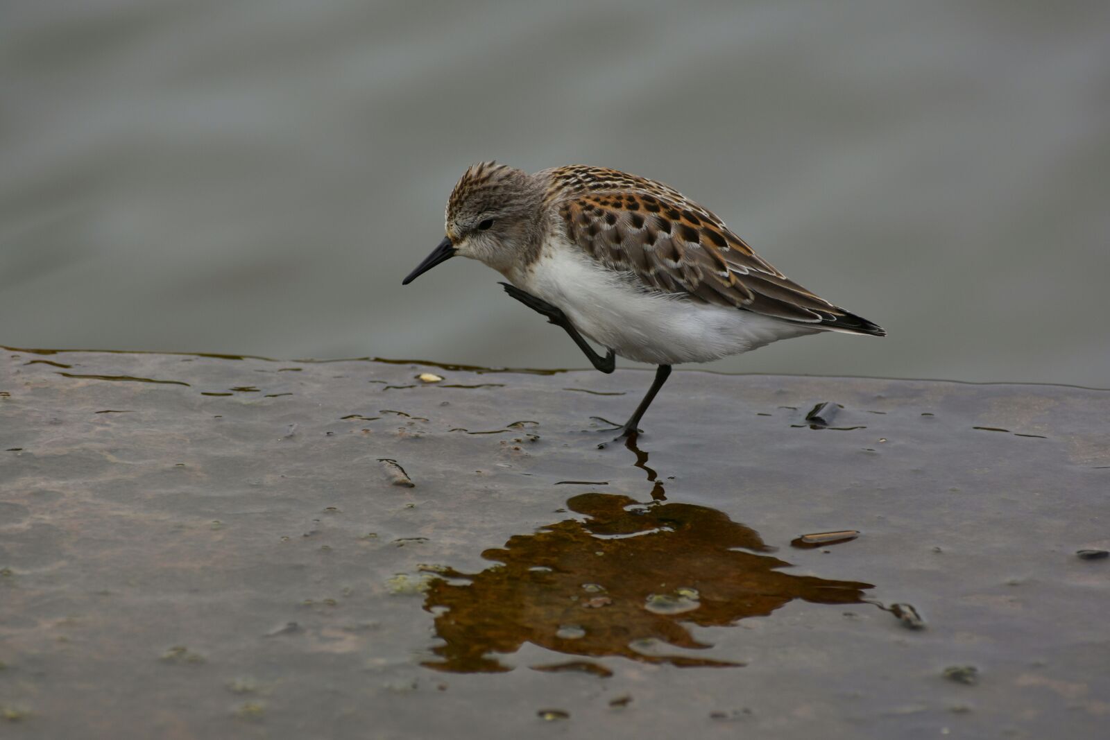 Nikon D7200 sample photo. Animal, river, waterside photography