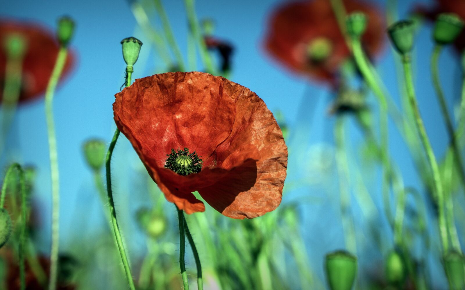 Sony a6000 + Sony E PZ 18-105mm F4 G OSS sample photo. Poppy, flower, red photography